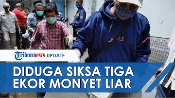 Youtuber di Jaksel Diduga Siksa 3 Ekor Monyet demi Konten, Aparat Langsung Turun Tangan
