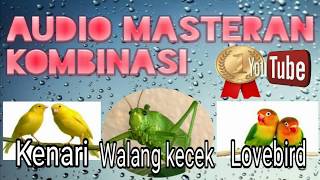 AUDIO MASTERAN KOMBINASI - WALANG KECEK - KENARI-LOVEBIRD