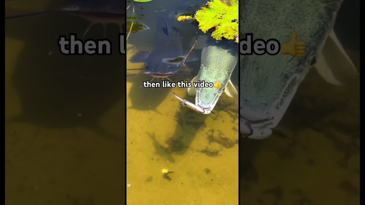 if you love fishing #fishing #fisherman #fishingvideo #fishingtips #fishinglife #shorts #fyp