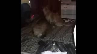 My morning with the porn star dogs!!! Woo Hoo!!!