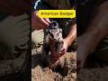 We put a camera on a Badger and found THIS. (Unbelievable!) 😱#badger #pov #shorts