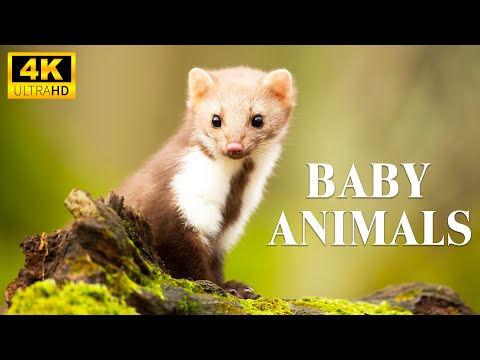 Cute Young Wild Animals With Relaxing Music - Scenic Relaxation Film 4K, Baby Animals