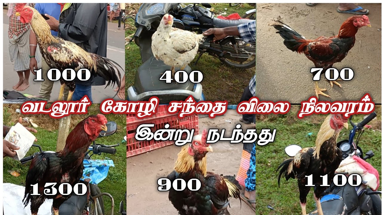 வடலூர் கோழி சந்தை விலை நிலவரம் | vadalur kozhi santhai price list | #manvasanai