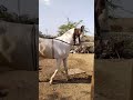 Horse riding ranni ghoddi  youtubeshorts marwarihorse viralhorse