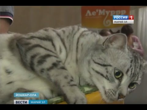 Усатые, полосатые, пятнистые и очень дорогие Все о наших питомцах