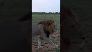 #lions #big5 #evenetmakukule #wildlife #animalshorts #animals #viral
