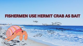 HOW FISHERMEN SOURCE HERMIT CRAB IN A BUCKET TO USE AS BAIT FOR  FISHING (2023)