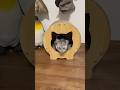 新しい猫ハウスが気に入った保護猫 #cat #保護猫 #ねこのいる生活