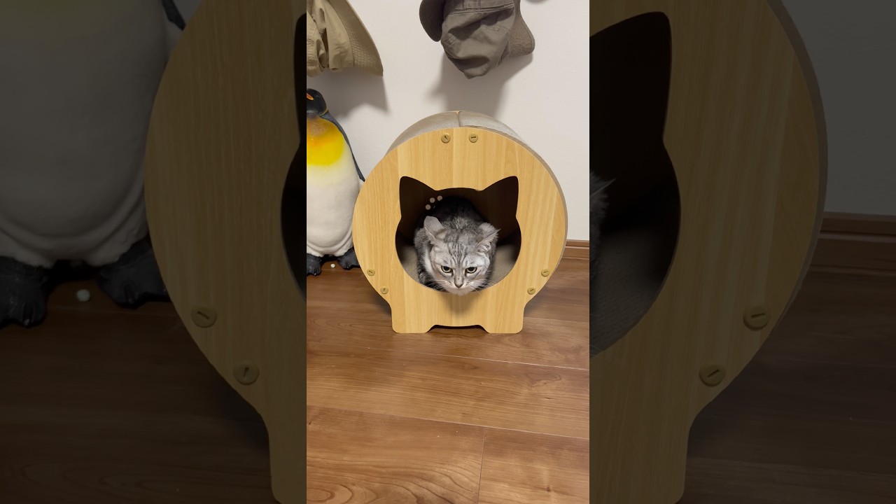 新しい猫ハウスが気に入った保護猫 #cat #保護猫 #ねこのいる生活
