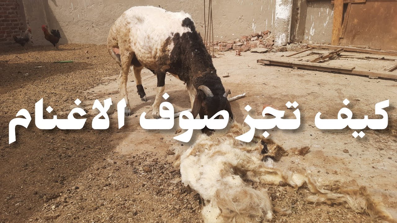 كيف تجزصوف الخروف و أهم معلومات عن جز صوف الاغنام - YouTube