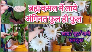 ब्रह्म कमल के पौधे पर पूरी जानकारी // How to care Brhmkamal plant