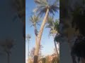 خلي بالك يا ميرو الله ينور يا مرمر طقطقت يا ميرو عتطقطق خلي بالك يا ميرو الله ينور يا مرمر طقطقت يا ميرو عتطقطق