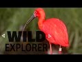 Wild Explorer - Scarlet Ibis' in Trinidad