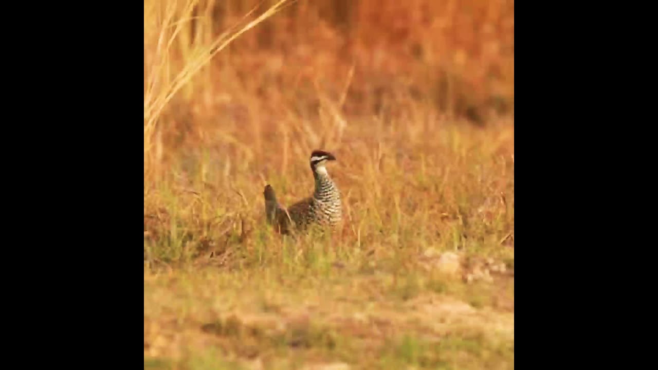 សំលេងសត្វ ទទា