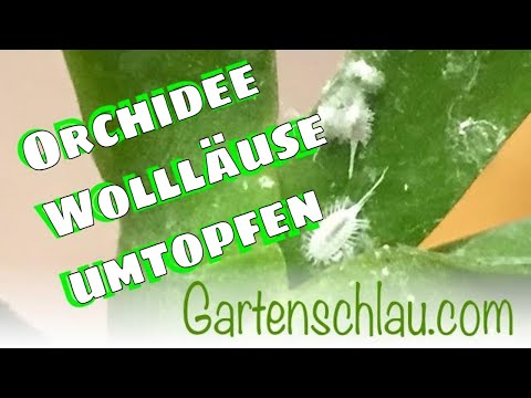 Wollläuse an Orchideen: So entfernst du sie auch aus dem Substrat