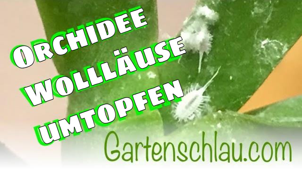 Wollläuse an Orchideen: So entfernst du sie auch aus dem Substrat