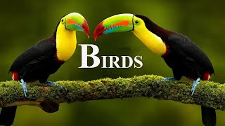 Birds Of The World 4K - Scenic Wildlife Film With Calming Music