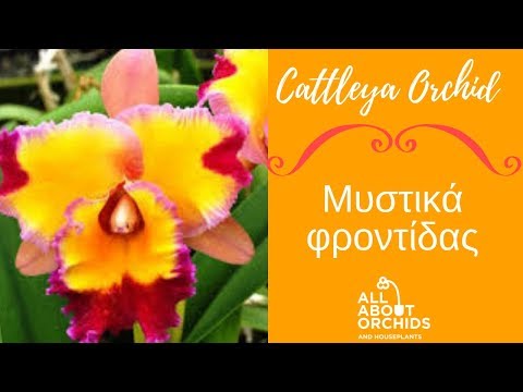 Βίντεο: Ludisia Orchid Care - Συμβουλές για την καλλιέργεια ορχιδέων κοσμημάτων