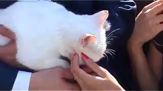 Кошка рассмешила всю свадьбу Кошка рассмешила всю свадьбу