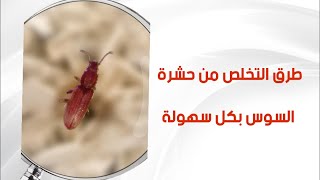 طرق التخلص من حشرة السوس ودورة حياتها  Getting rid of weevils and their life cycle