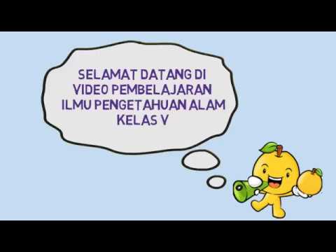  Manfaat  Tumbuhan Bagi  Manusia  dan  Hewan  YouTube