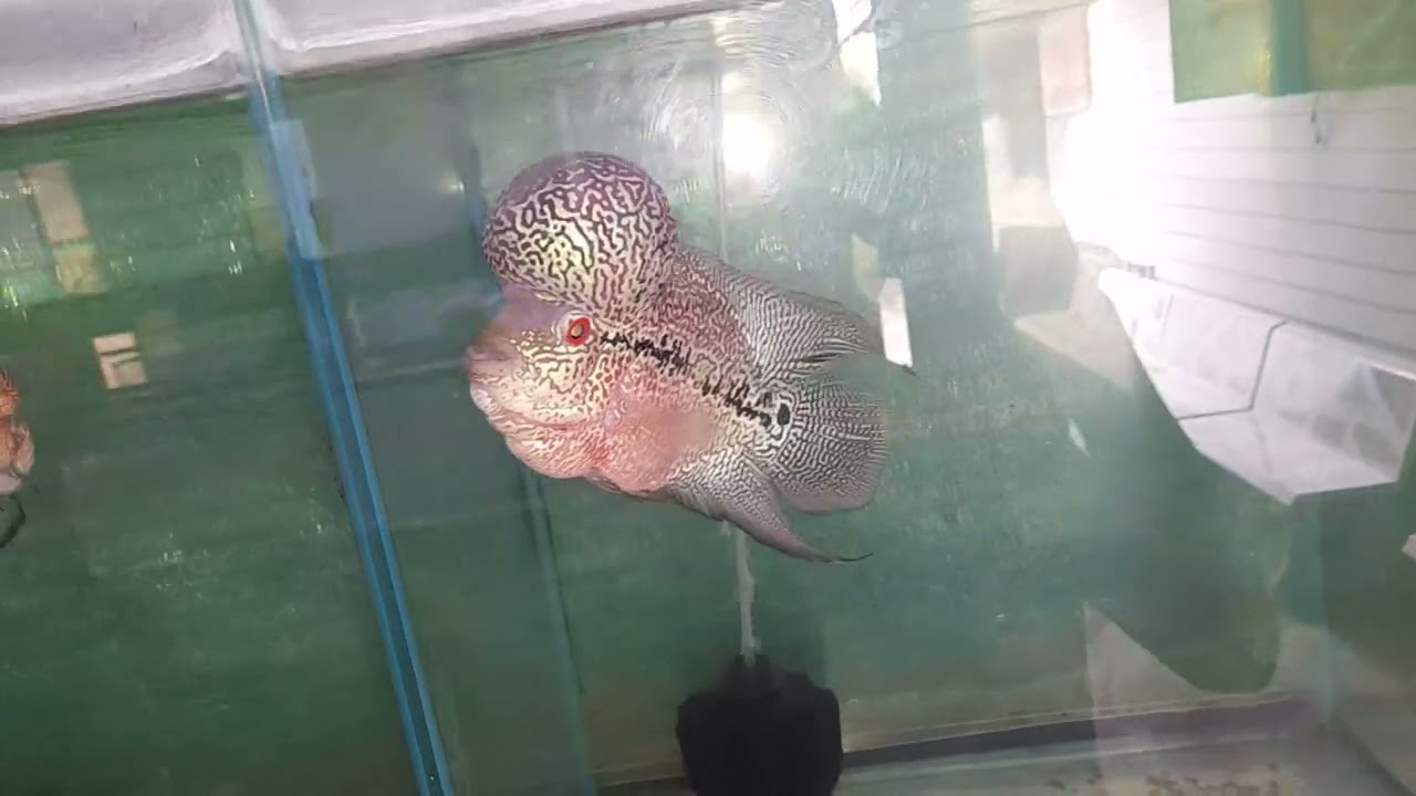 ปลาหมอสี กทม.อัปเดท 27/6/2567