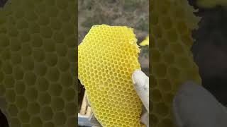 48 days since installing a package of bees, 12 days since adding a second brood box