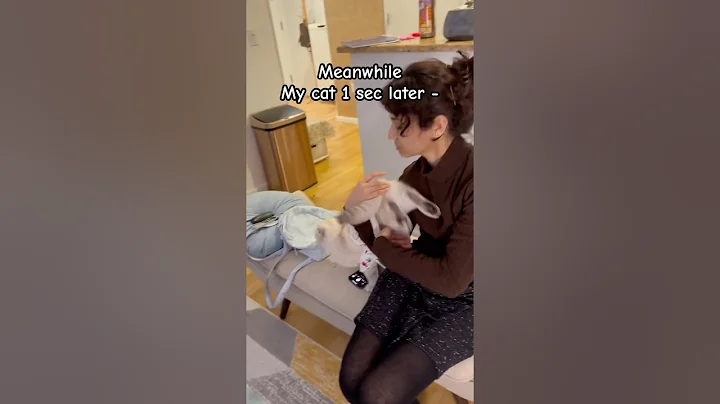 Watch the video about My cat humbles me 😳 #kikicutekitty #kidnapping #humble #scottishfold #relatable #fyp #funny #cat