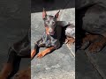 Discipline → Peace #dog #dobermanpinscher #doberman #dogtraining #dogs #puppy #puppies #rawdogfood