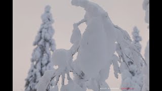 На снегоходе по лесу к горе Нуорунен в парке Паанаярви, Карелия