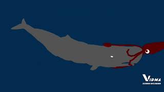 sperm wahle vs colossal squid (Remake) | dc2 animation