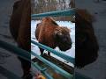 Зубры в Подмосковье   #зубр #зима #мощь #природа  #заповедник #bison #animals #bison #winter #nature