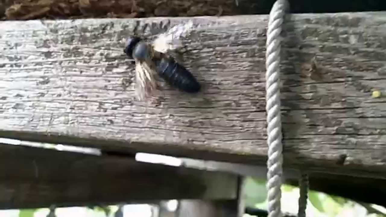 Female Carpenter bee in High Definition. YouTube