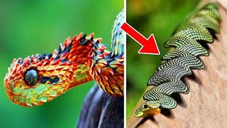 Most Unique Animals In The World
Subscribe to Epic Wildlife http://goo.gl/6rzs5u
#animals #wildlife #animal #animals #world #unique #worlds Most Unique Animals In The World