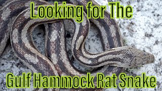 Looking for the Gulf Hammock Rat Snake