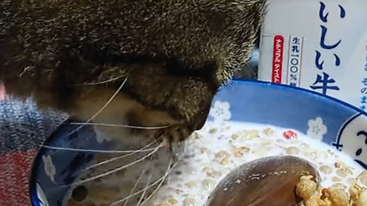 グラノーラの牛乳を味見する猫 Youtube