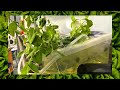 Hitchhiker's Guide to Hydroponics | NY Sun Works Youth Conference