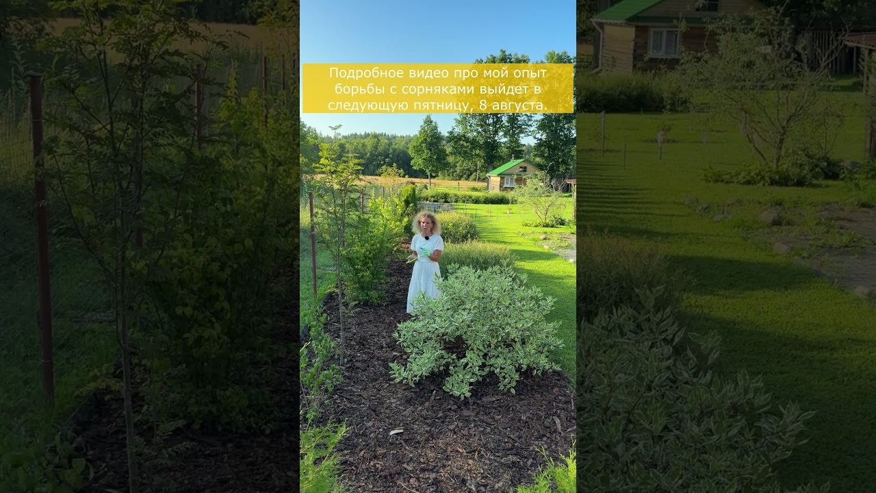 Какую площадь замульчировала машиной коры 