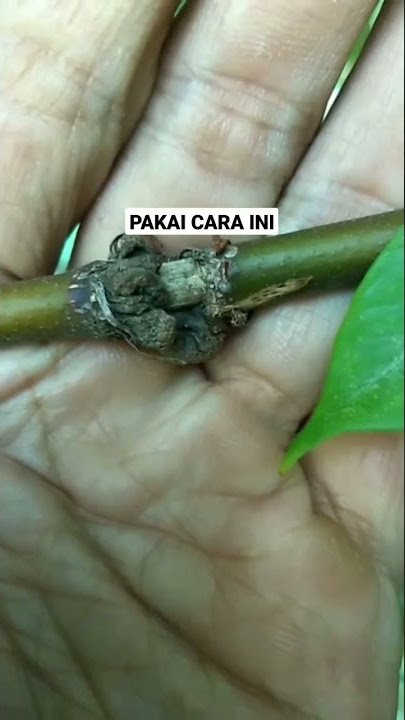 CARA STEK APEL PUTSA /BIDARA INDIA