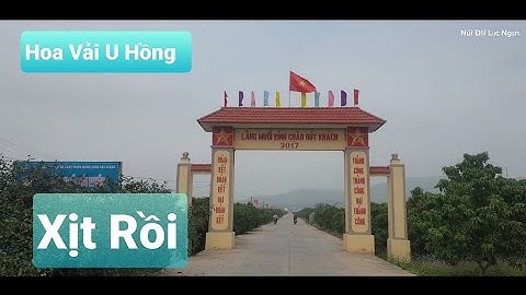 Vải U Hồng Giờ Nằm Im Là Hỏng Ăn Rồi I Vải Thiều Lục Ngạn I Núi Đồi Lục Ngạn