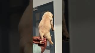 Golden Labrador female punch face heavy bone in Rajasthan