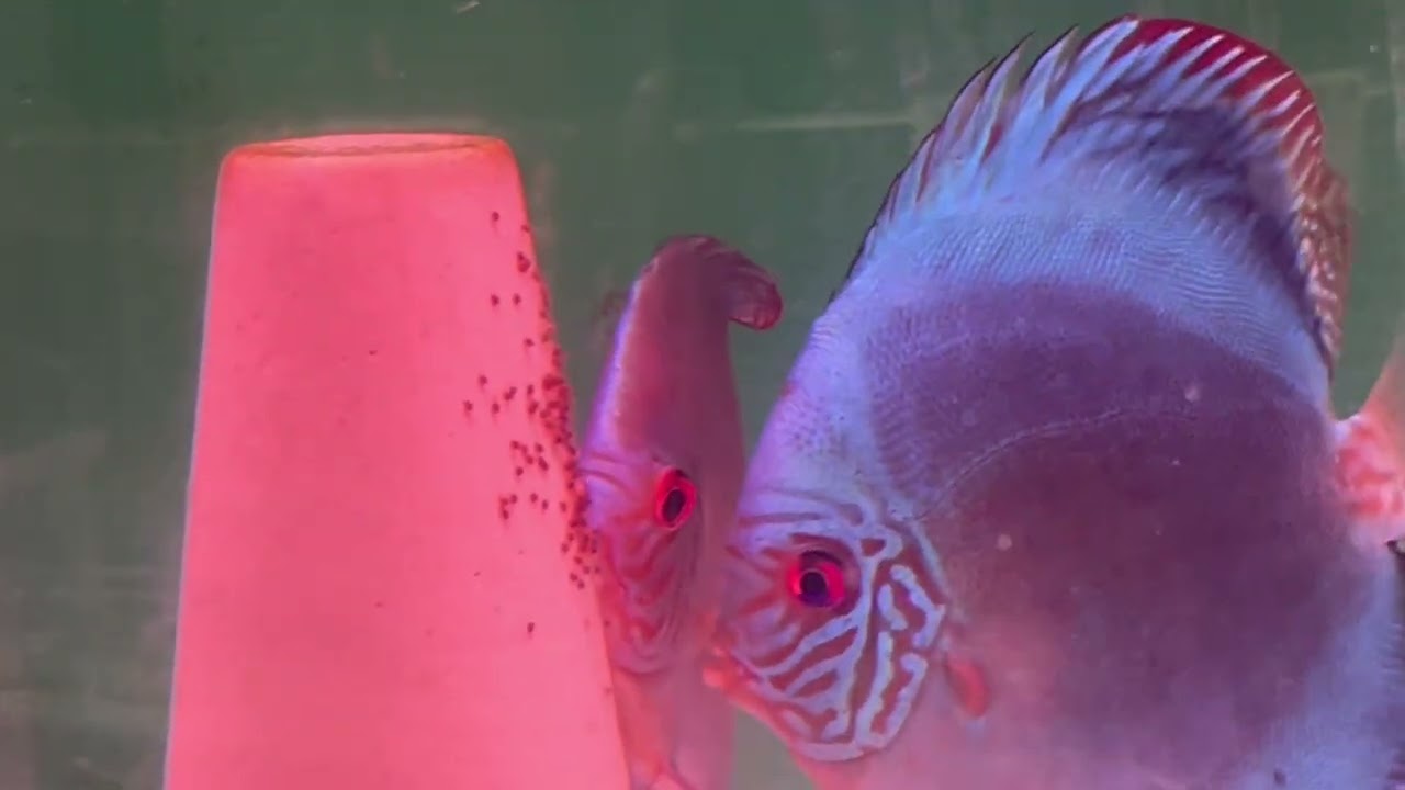 ディスカスブログ - 熱帯魚のmishima