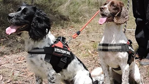 Professional Koala Detection Dogs - Taz at work - OWAD Environment