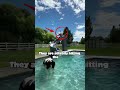 Caught on Camera: Cow Joins Owner for a Pool Day!