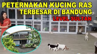 GREBEK PETERNAKAN KUCING RAS LEVEL SULTAN TERBESAR DI BANDUNG