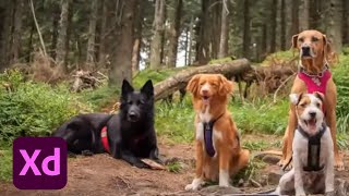 Creating a Mobile App for Dog-Friendly Adventures with Cody Brown - 2 of 2