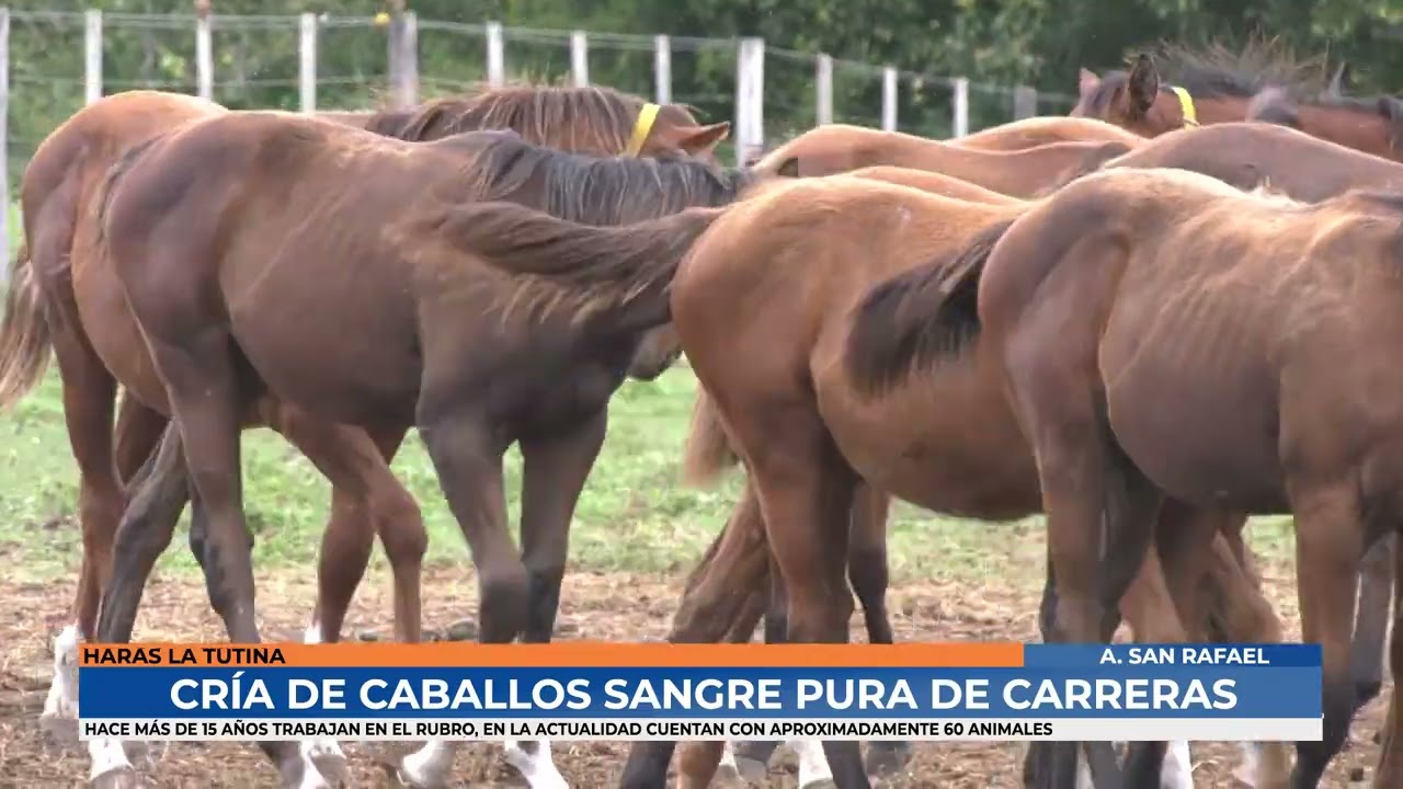 Haras La Tutina - Cria de caballos sangre pura de carreras