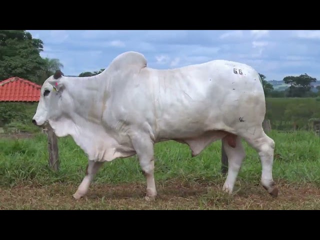 Lote 66 - 18º Leilão Fazenda Fortaleza