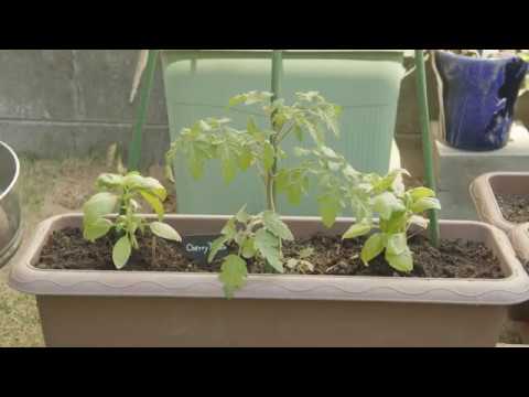 ミニトマトの隣りにバジルを植えました コンパニオンプランツ Youtube