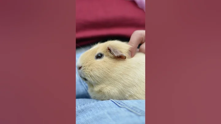 Video 9299091: abyssinian breed, popular breed